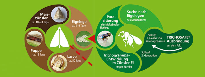 Blunk Biologische Schädlingsbekämpfung mit Trichogramma gegen Maiszünsler - Grafik BIOCARE 05