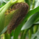 Blunk bietet Vertragsanbau von Mais