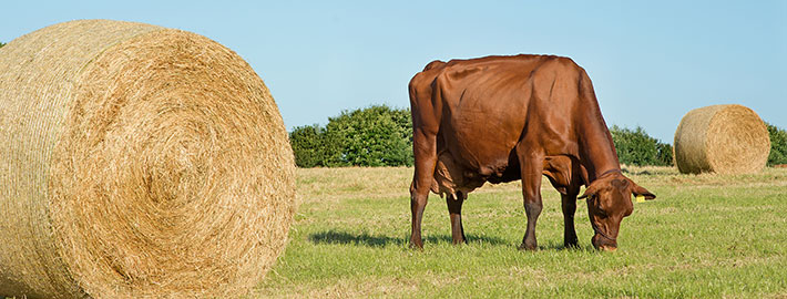 Kuh mit Strohballen auf Feld