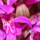 Blunk errichtet Weidezaun für Orchideen in Wedeler Au