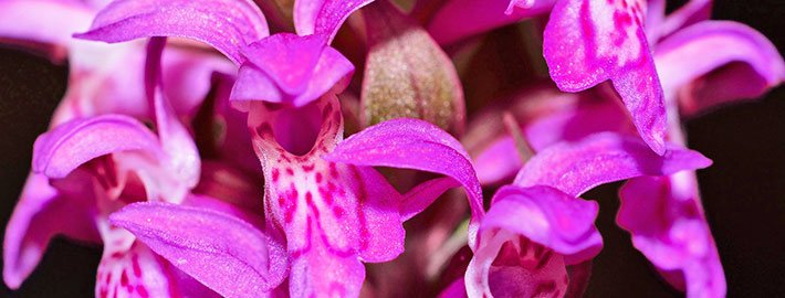 Blunk errichtet Weidezaun für Orchideen in Wedeler Au