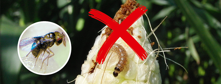 Biologischer Pflanzenschutz gegen den Maiszünsler mit Blunk