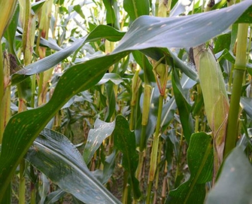 Maiszuenslerbefall im Bestand erkennen 02