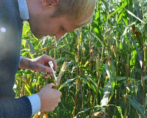 Blunk-Fachberater untersucht Maispflanzen auf Maiszünslerbefall - 02