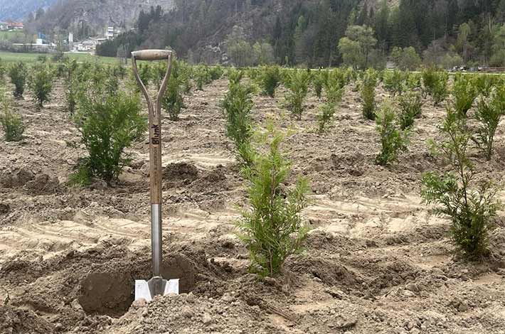 Blunk pflanzt im Auftrag eines Kunden in Österreich 20000 Thuja-Bäume mit Spezial-Pflanzmaschine - Bild 02